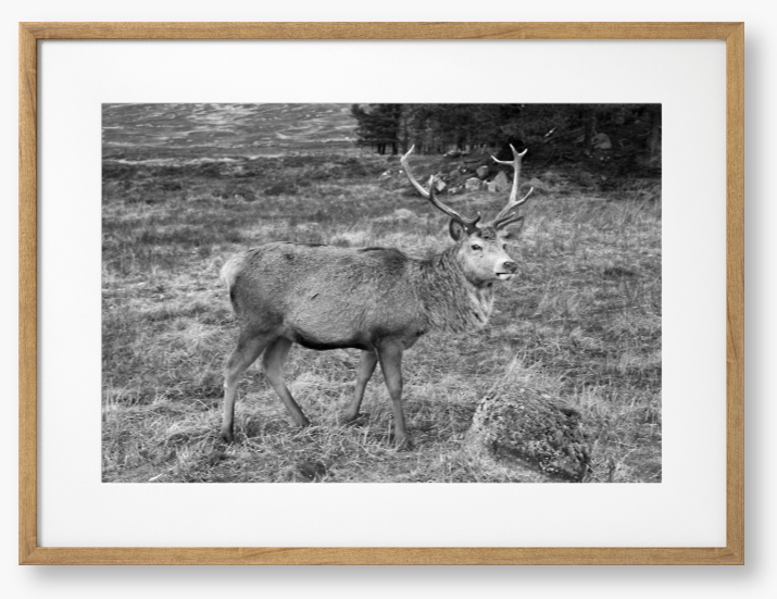 Stag In Rannoch Moor, Scotland - Framed Print