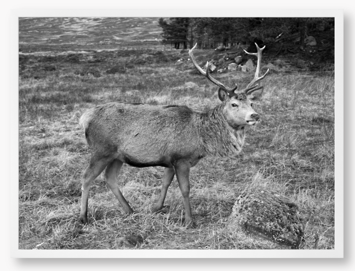 Stag In Rannoch Moor, Scotland - Framed Print