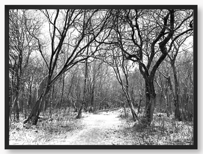 Winter Woodlands - Framed Print