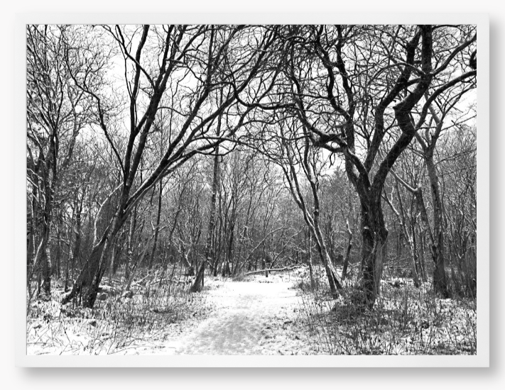 Winter Woodlands - Framed Print
