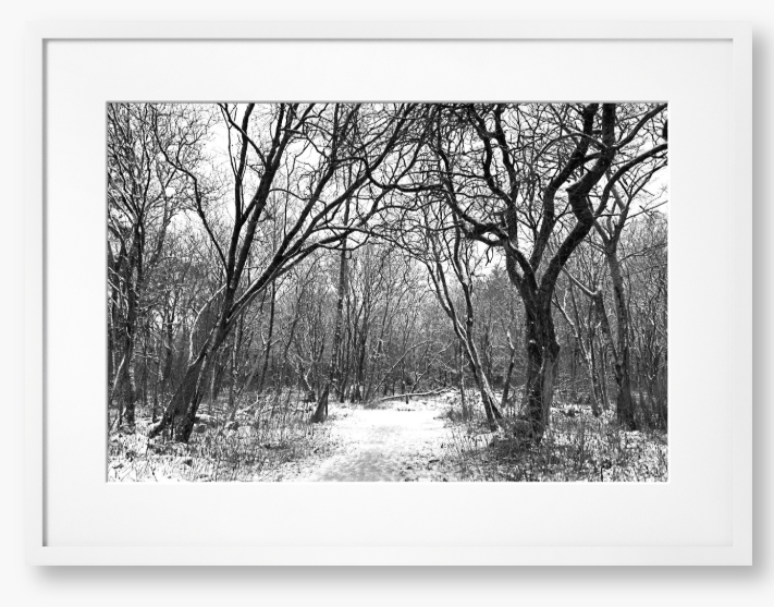 Winter Woodlands - Framed Print