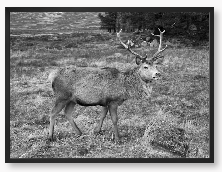 Black and White Framed Photo Of A Deer with large antlers standing in a natural landscape
