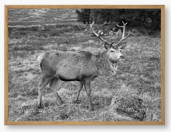 Black and White Framed Photo Of A Deer with large antlers standing in a natural landscape