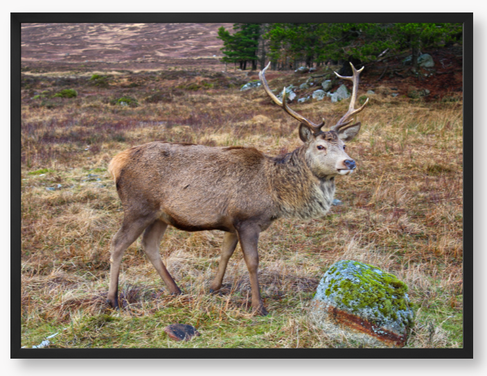 Framed Photo Of A Deer with large antlers standing in a natural landscape
