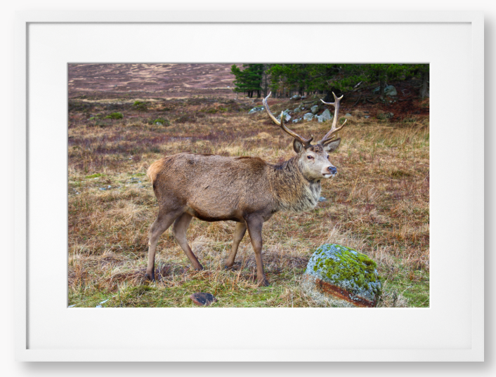 Framed Photo Of A Deer with large antlers standing in a natural landscape