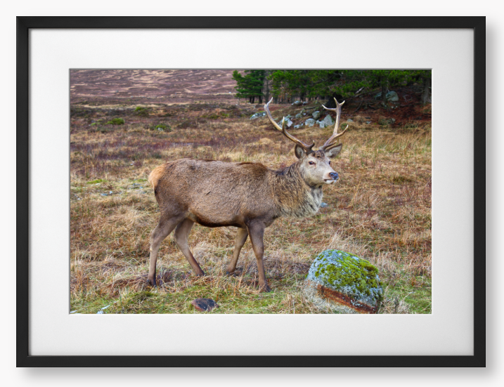 Framed Photo Of A Deer with large antlers standing in a natural landscape
