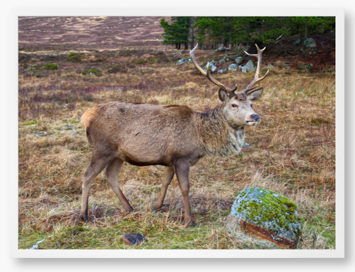 Framed Photo Of A Deer with large antlers standing in a natural landscape