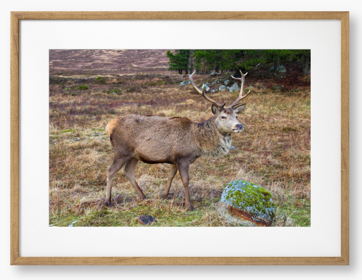 Framed Photo Of A Deer with large antlers standing in a natural landscape
