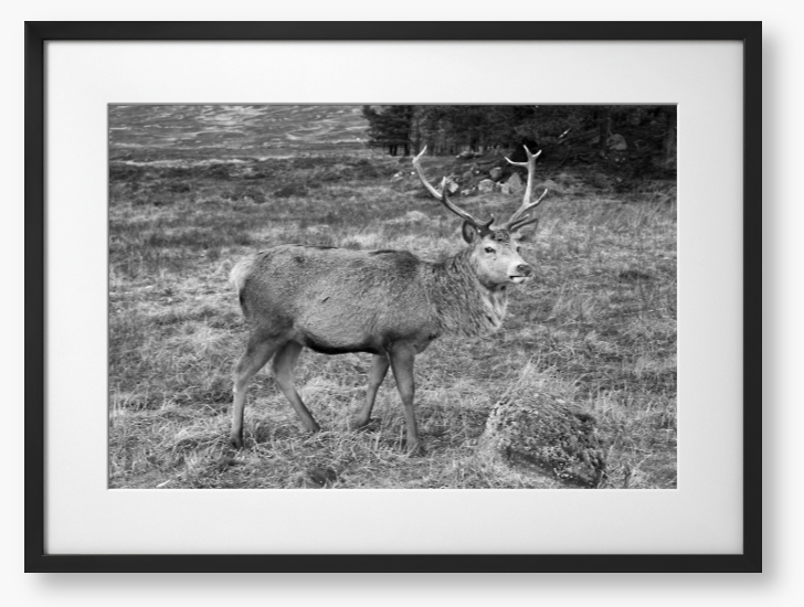 Black and White Framed Photo Of A Deer with large antlers standing in a natural landscape