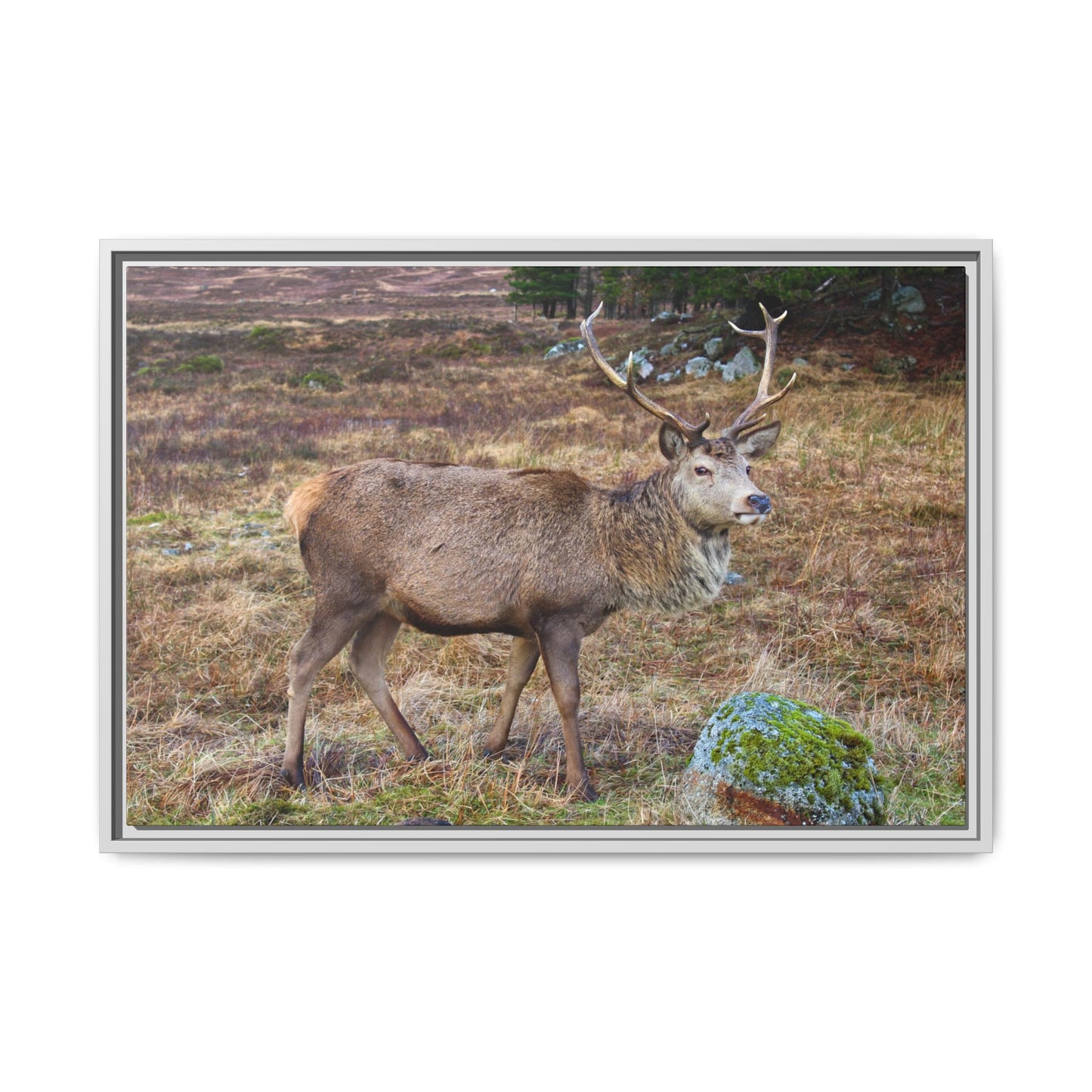 Deer in a natural landscape with a white frame