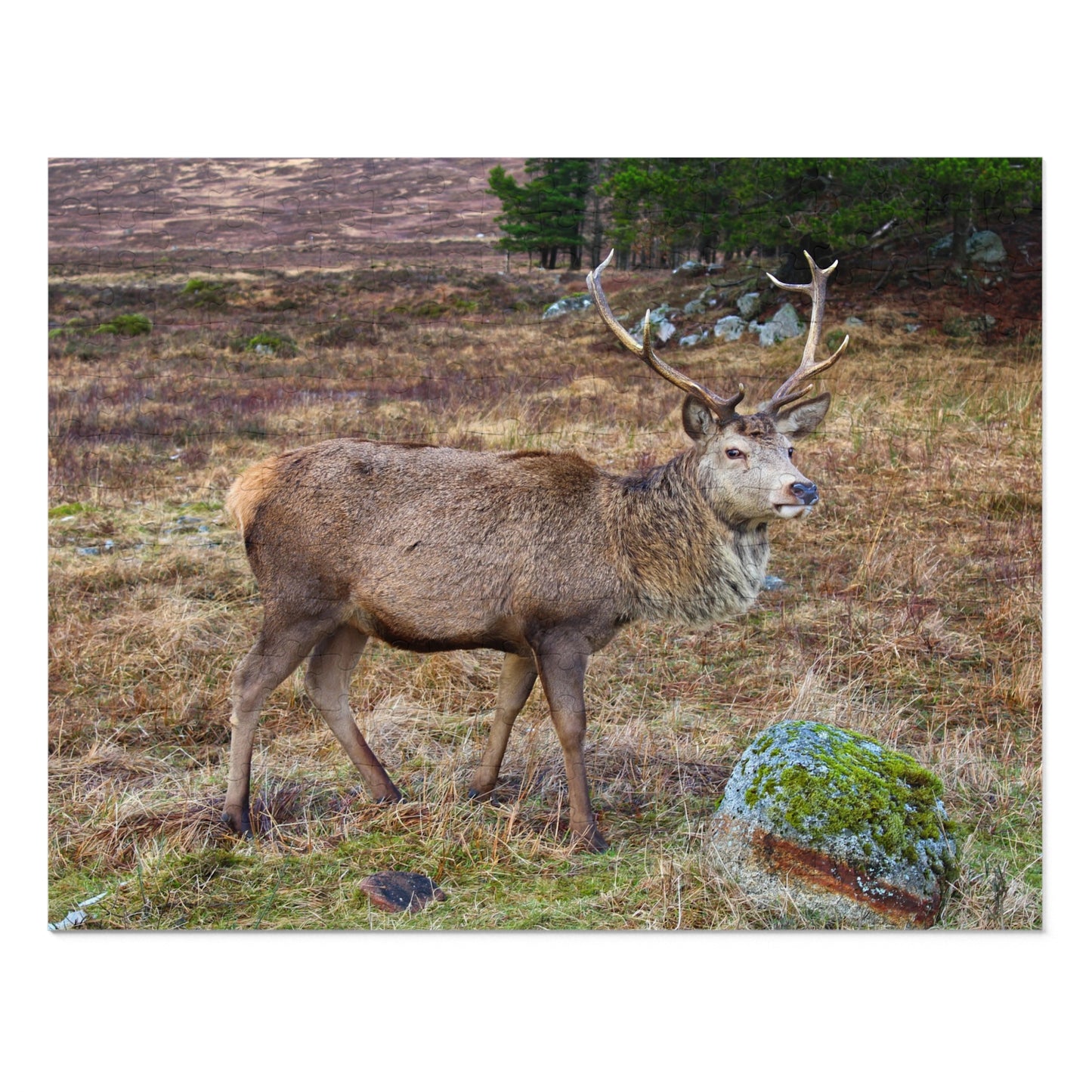 Deer with large antlers standing in a natural landscape