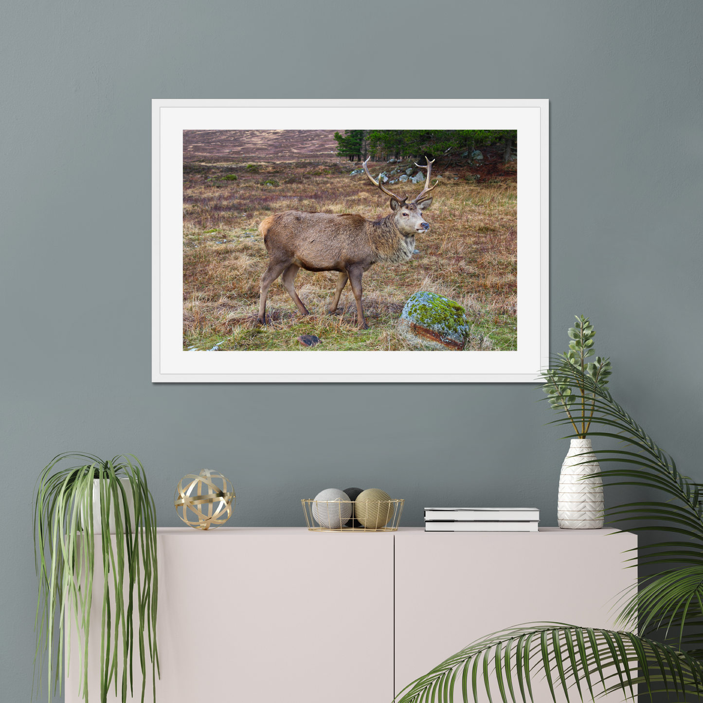 Framed photograph of a deer with large antlers standing in a natural landscape