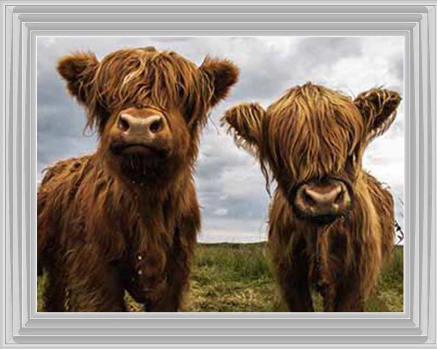 White framed wall art of two baby highland cows in a field.
