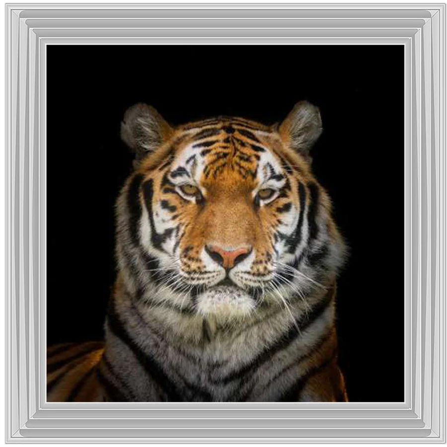 Black & Orange Striped Tiger - Framed Picture