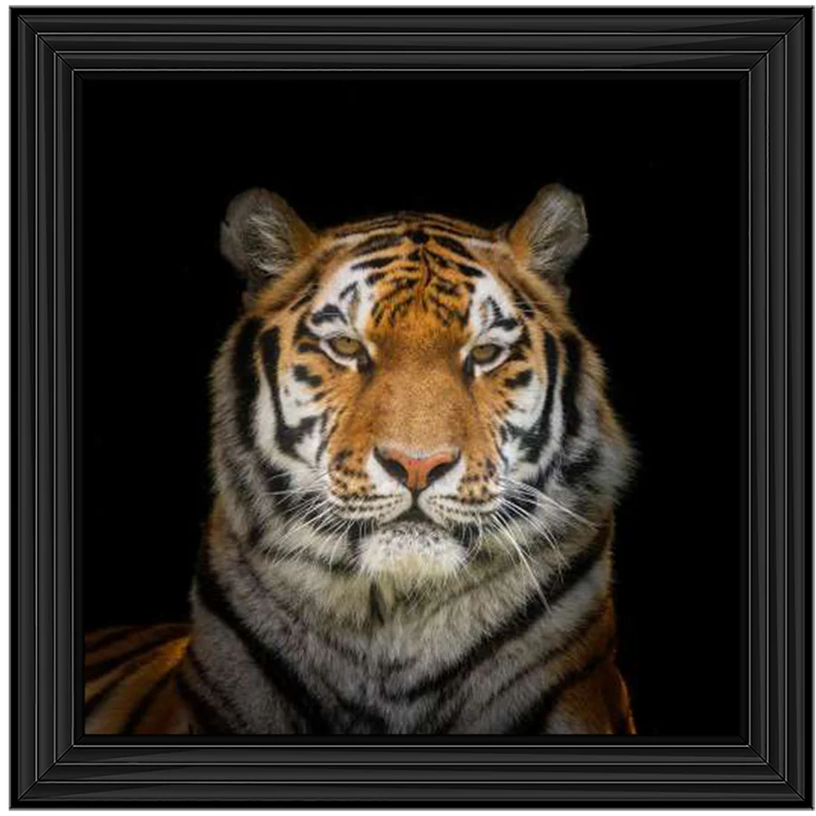 Black & Orange Striped Tiger - Framed Picture