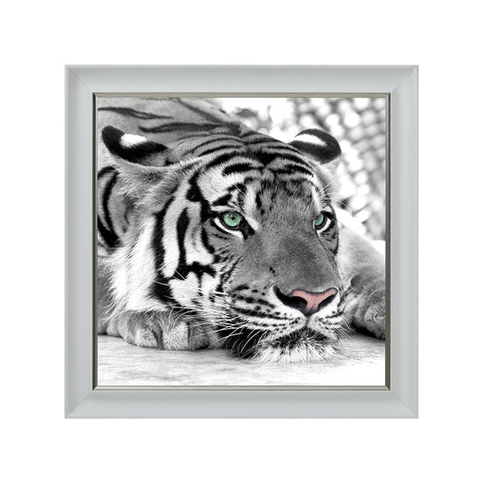 Green Eyed Tiger - White Framed Picture