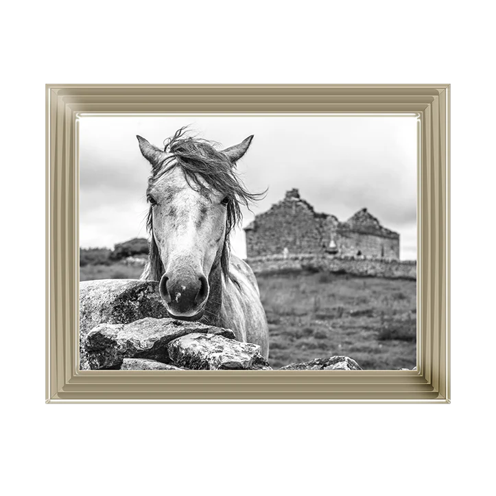 Black & White Horse – Framed Picture