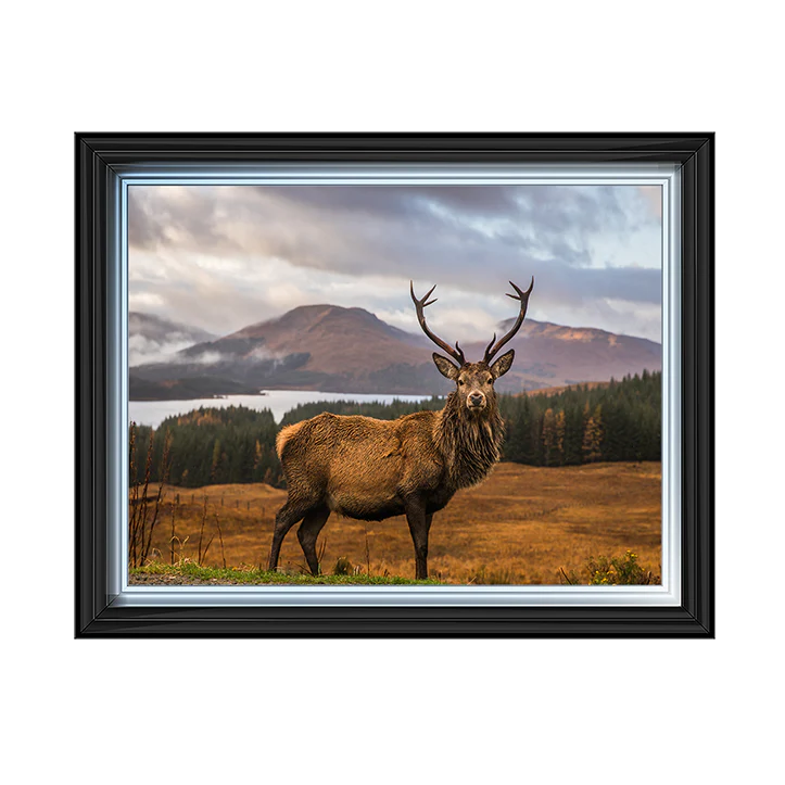 Scottish Highland Stag - Framed Picture