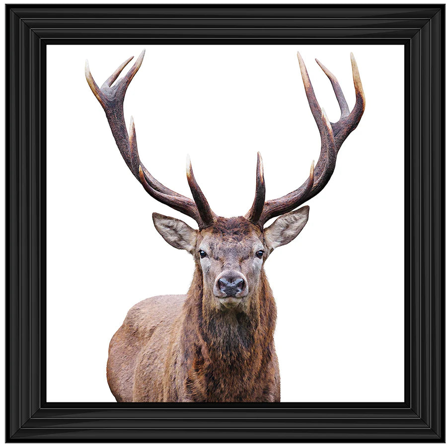 Stag Portrait - Framed Picture