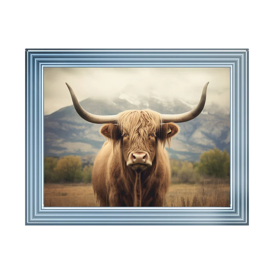 Highland Cattle Portrait - Framed Picture