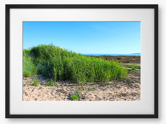 Framed Photo Of Green grass growing on a sandy beach with a clear blue sky.