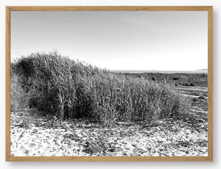 Black and White Framed Photo Of grass growing on a sandy beach with a clear sky.