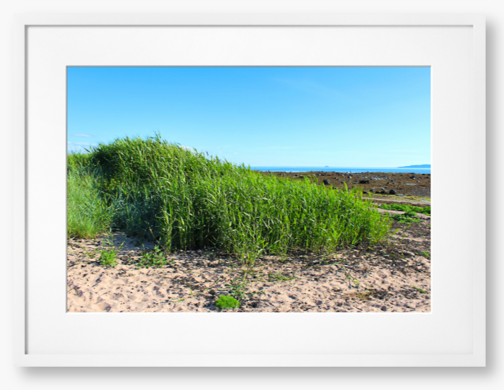 Framed Photo Of Green grass growing on a sandy beach with a clear blue sky.