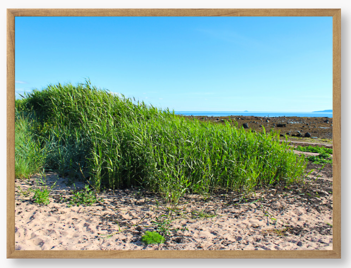 Framed Photo Of Green grass growing on a sandy beach with a clear blue sky.