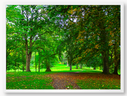 Framed Photo of a pathway through a park with green trees and fallen leaves.