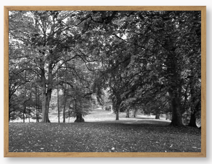 Black and White Framed Photo of a pathway through a park with trees and fallen leaves.