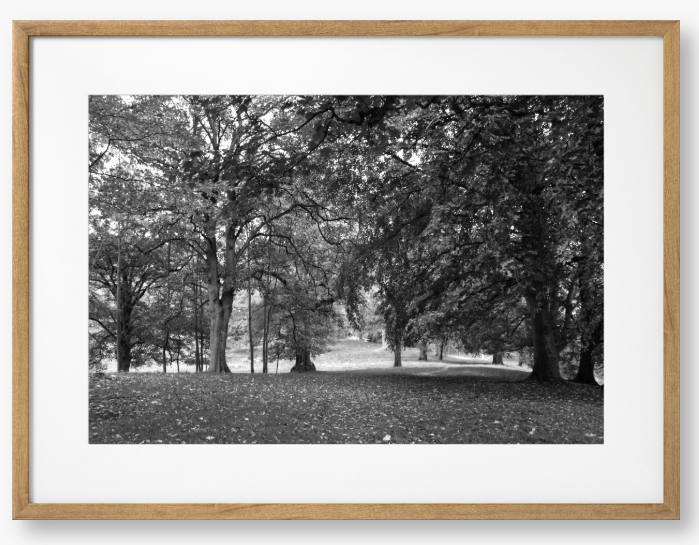 Black and White Framed Photo of a pathway through a park with trees and fallen leaves.