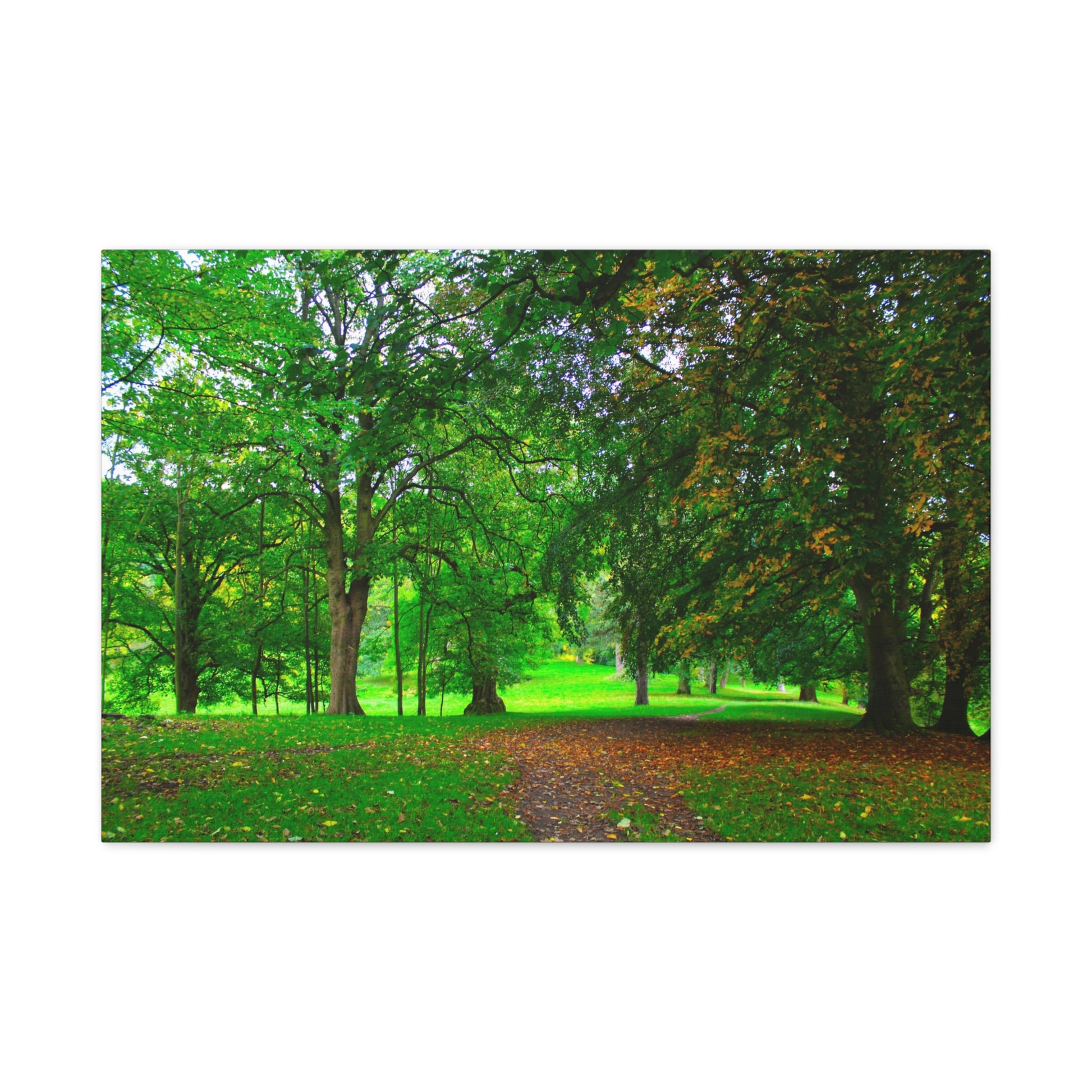 Lush green park with trees and a path
