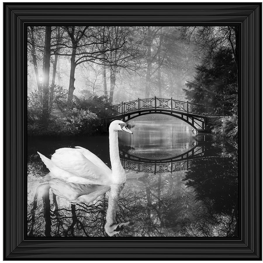 Black & White Swan - Framed Picture