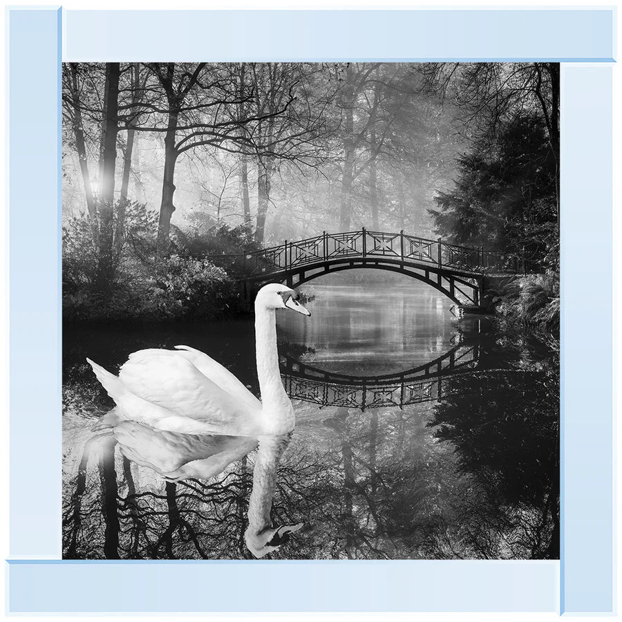 Silver mirror framed picture of a swan in a lake surrounded by trees. The picture is in black and white.