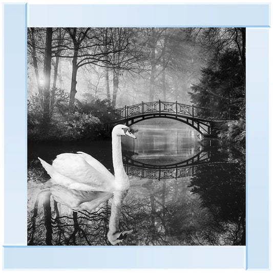Silver mirror framed picture of a swan in a lake surrounded by trees. The picture is in black and white.
