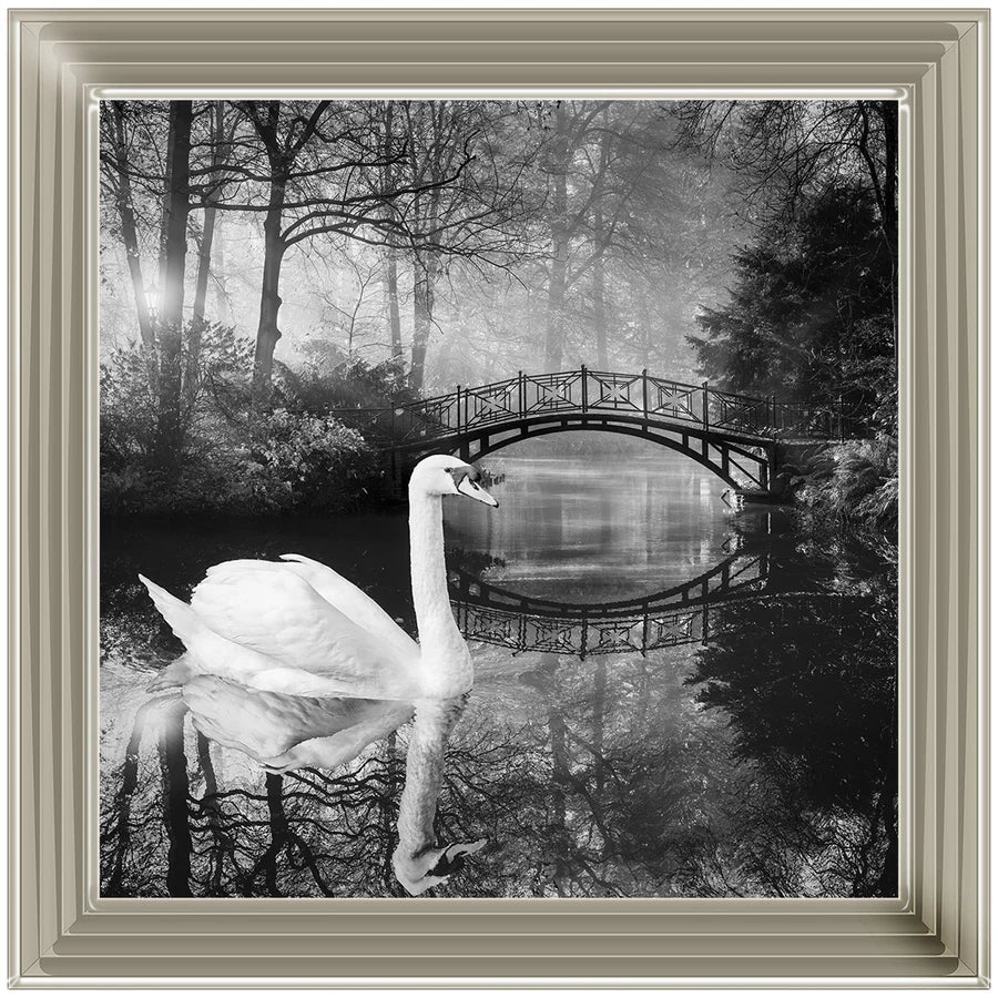 Black & White Swan - Framed Picture
