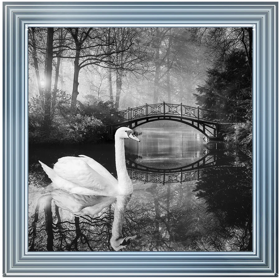 Black & White Swan - Framed Picture