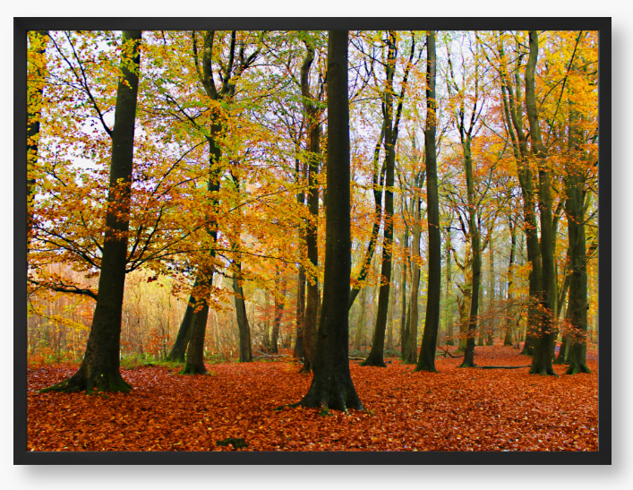 Framed Photo Of Autumn forest with colourful trees and fallen leaves
