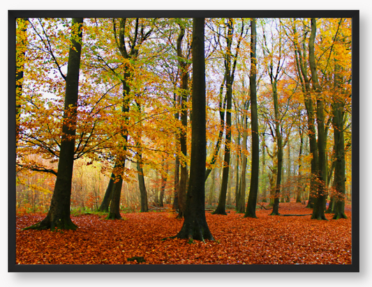 Framed Photo Of Autumn forest with colourful trees and fallen leaves