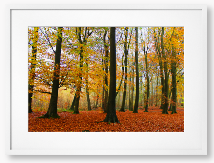 Framed Photo Of Autumn forest with colourful trees and fallen leaves
