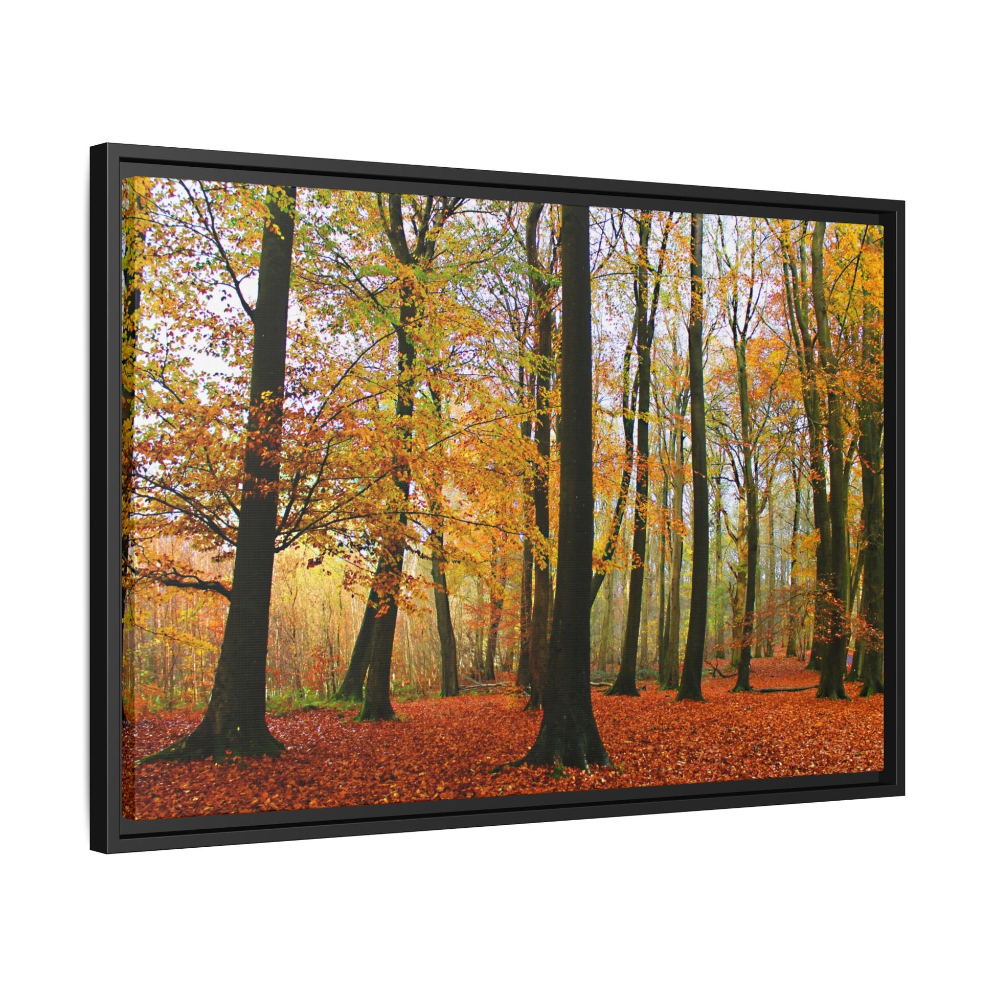 Framed photograph of a forest with autumn foliage