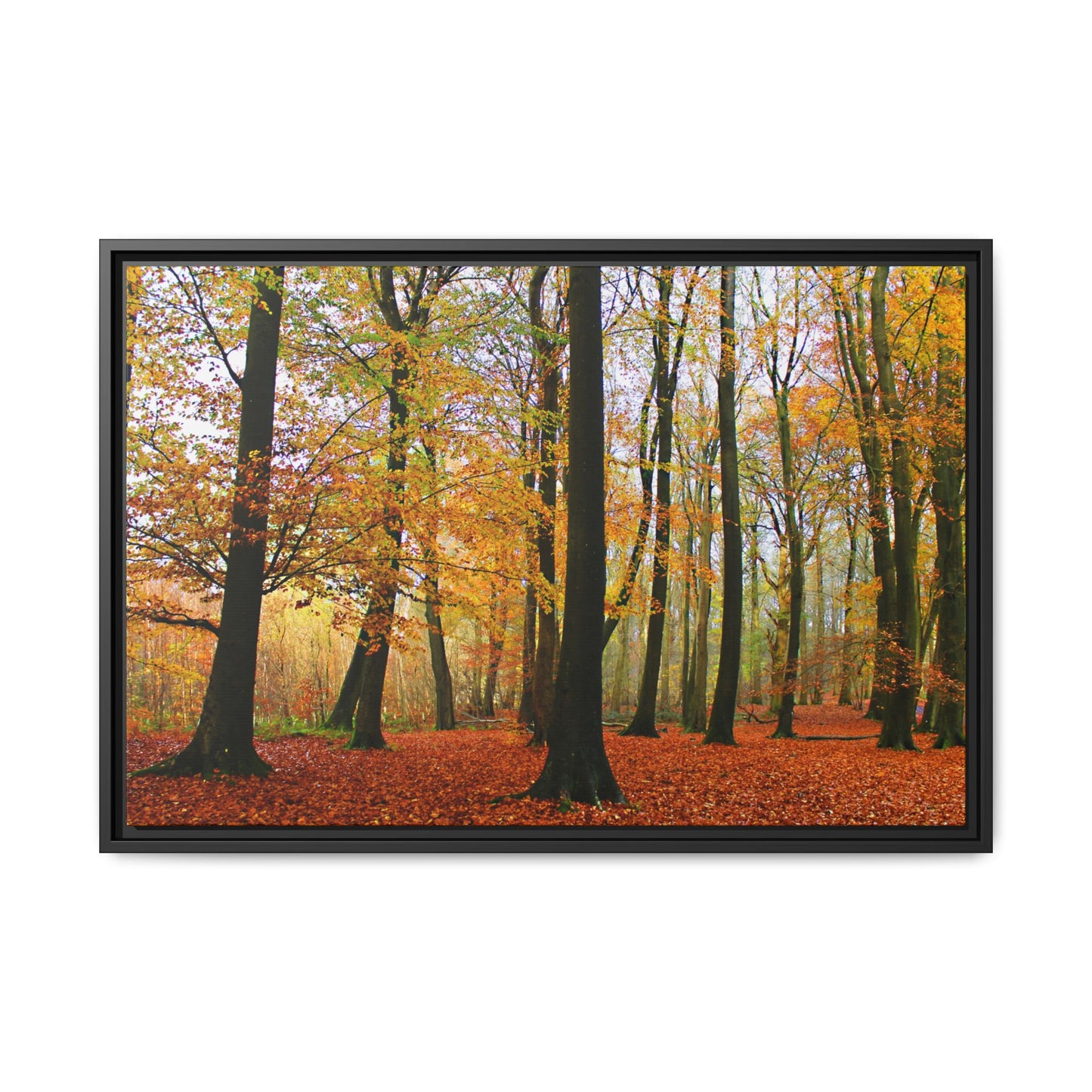 Framed print of a forest scene with autumn foliage on a white background