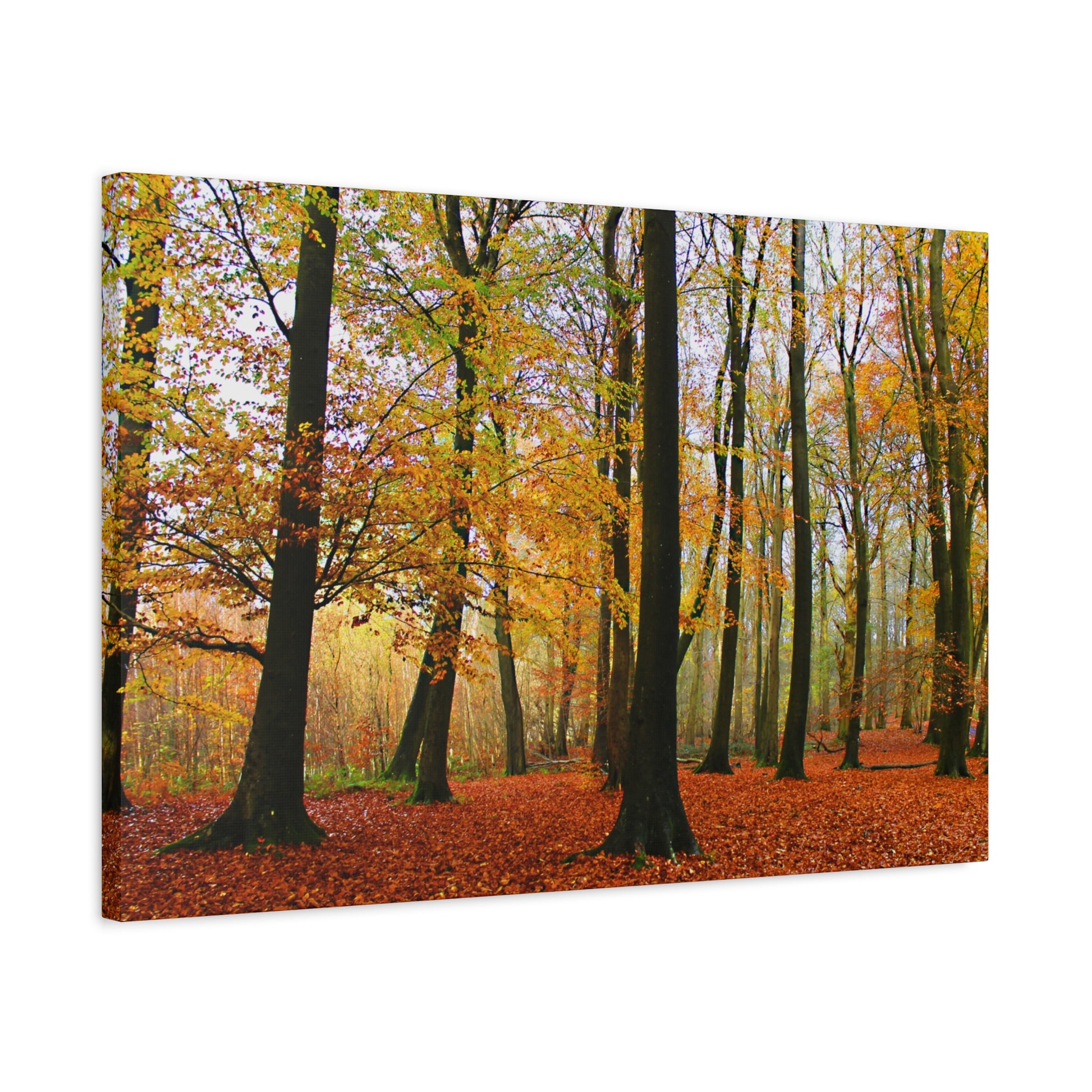 Canvas print of a forest scene with autumn trees and fallen leaves.