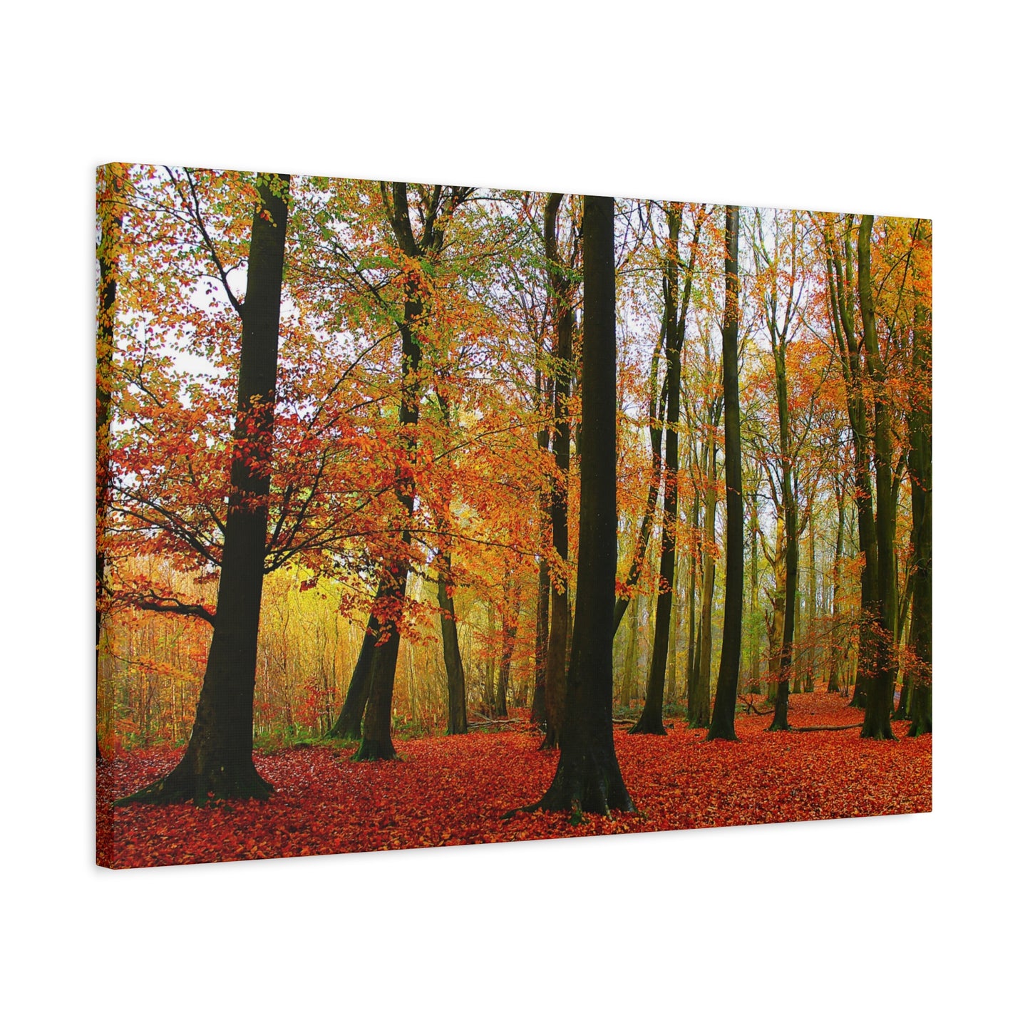 Canvas print of a forest scene with autumn foliage on a white background