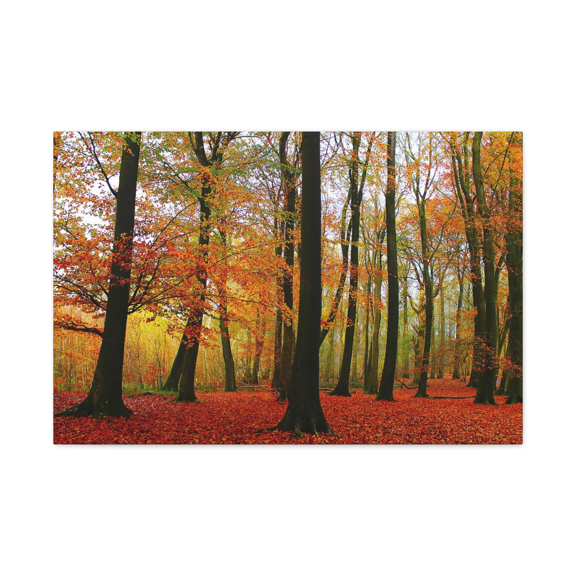 Autumn forest with colourful trees and red leaves on a white background