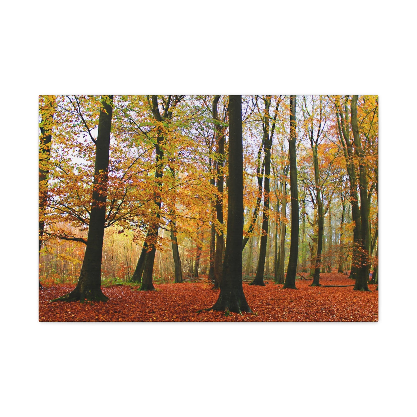 Autumn forest with colourful trees and fallen leaves on a white background