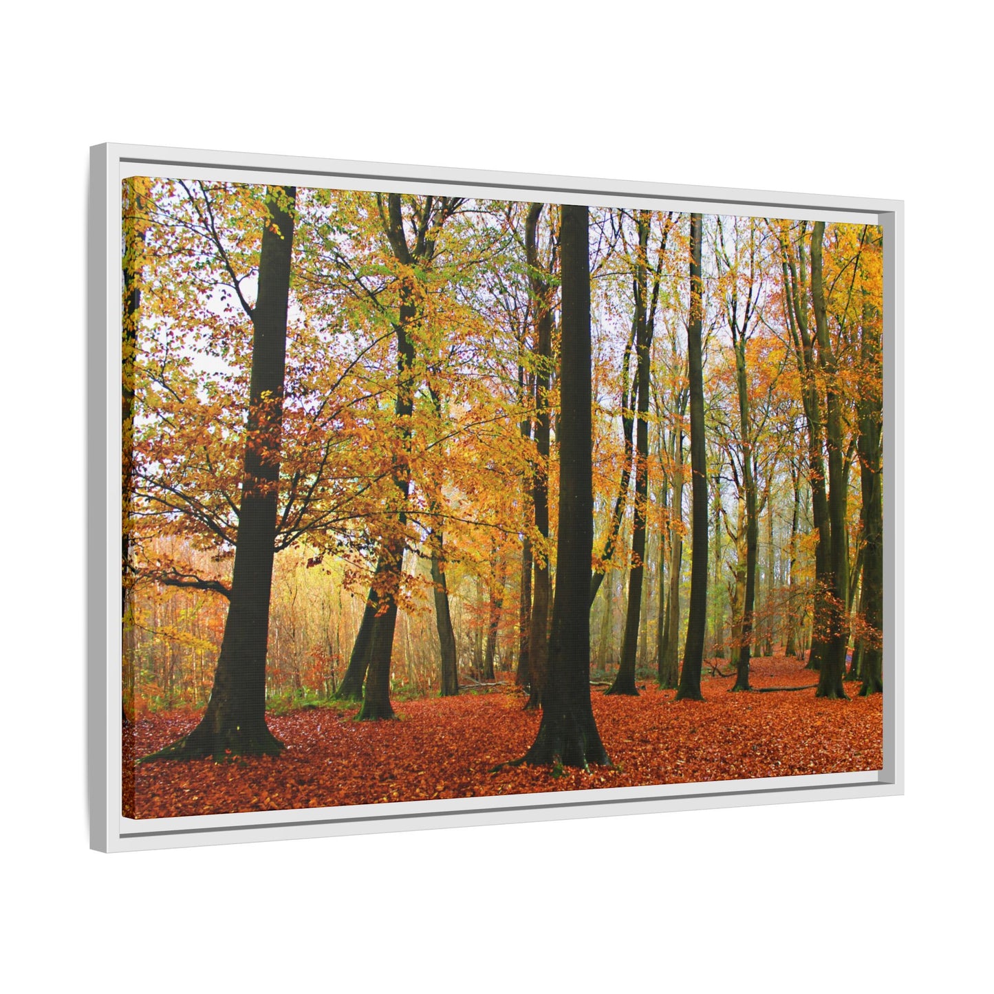 Framed print of a forest scene with autumn foliage.