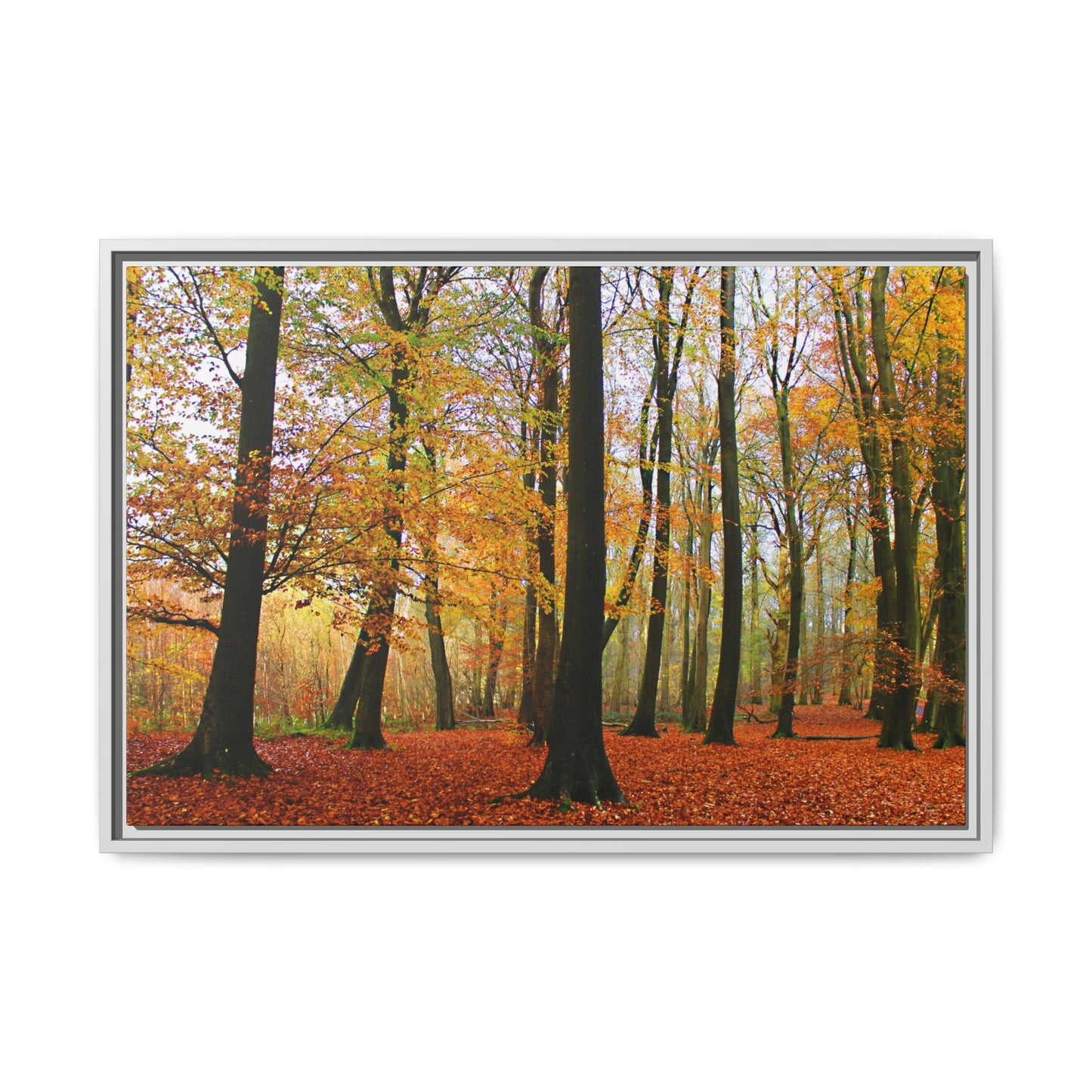 Framed print of a forest scene with autumn foliage on a white background