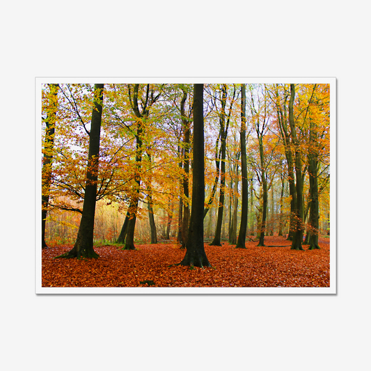Framed photograph of a forest with autumn foliage