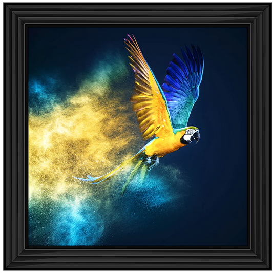 Black framed picture of a flying blue and yellow parrot on a black background with a powder explosion.